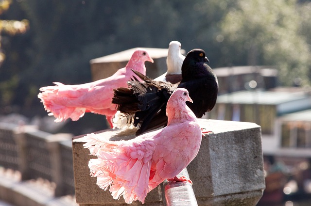 此役带来的 此役带来的